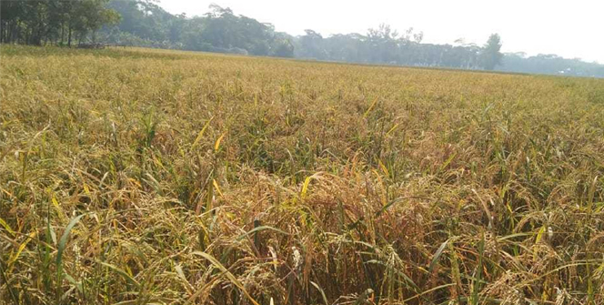 বরগুনায় আউশ আবাদে ধস, ক্ষতির মুখে কৃষক