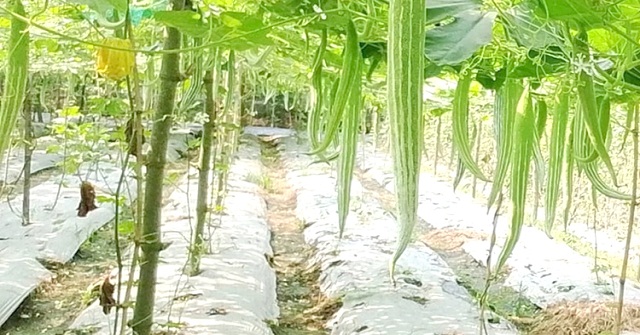 বরিশালে কৃষির চিরচেনা সংকট মোকাবিলায় জনপ্রিয় হচ্ছে ‘মালচিং পদ্ধতি’