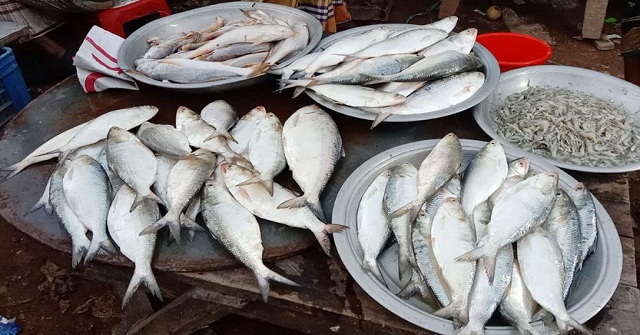 ঘাটেই ইলিশ বিক্রি করছে জেলেরা