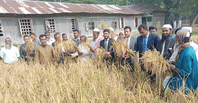 হিজলায় আমন ধানের প্রদর্শনী ও মাঠ দিবস পালিত
