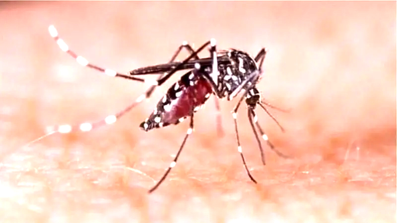 বরগুনায় ডেঙ্গুতে কলেজ শিক্ষকের মৃত্যু