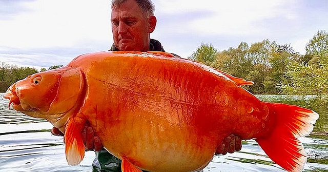 বড়শিতে উঠল ৩০ কেজির গোল্ডফিশ