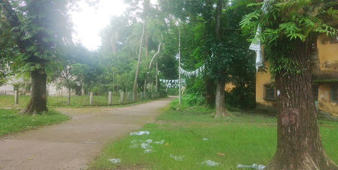 সরকারি উন্নয়নে বিলিন হচ্ছে বরিশালের শোভাবর্ধক শতবর্ষী গাছ