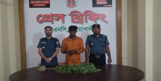 বাড়ির ছাদে গাঁজা চাষ, কেয়ারটেকার গ্রেফতার