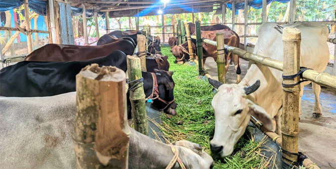 কোরবানির পশু বিক্রিতে ক্রেতাদের ভালো সাড়া পাওয়ায় খুশি বরিশালের খামারিরা