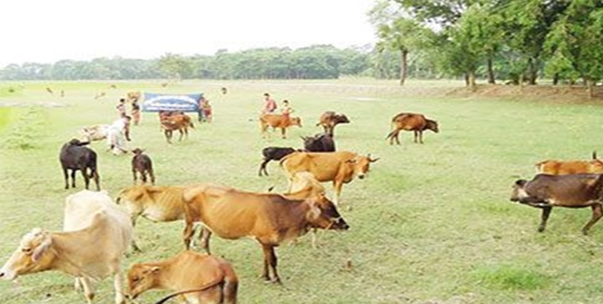 মনপুরায় গরু-মহিষ চুরির হিড়িক