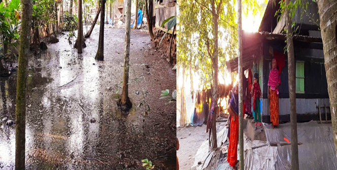 রাজাপুরে বাথরুম ও খামারের গরুর মলমূত্র পানিতে এলাকায় ছড়িয়ে পড়ছে বিভিন্ন রোগবালাই