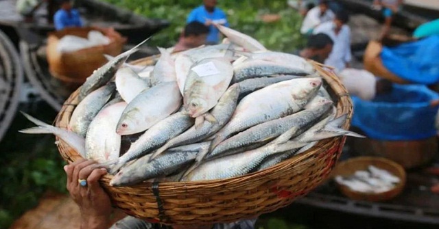 চলতি মৌসুমে ইলিশের রপ্তানি আয় ১৪১ কোটি টাকা