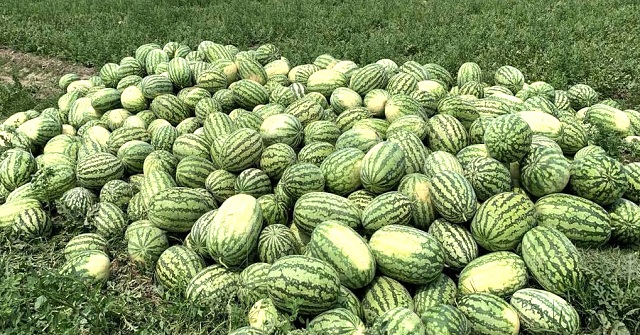 আমতলীর বাজারে অপরিপক্ব তরমুজ দাম চড়া