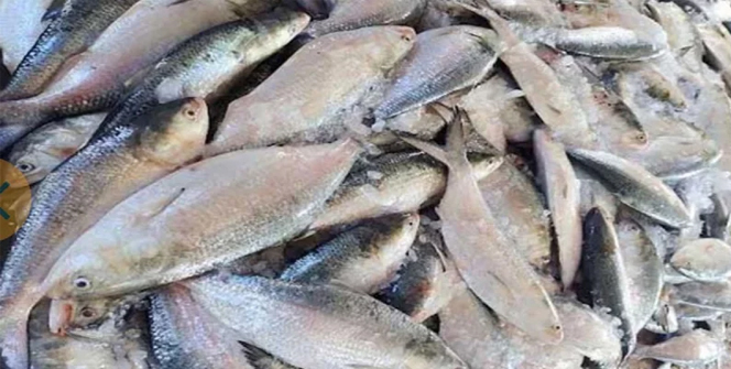 একবার জাল ফেলতেই উঠে এলো ৪০ হালি ইলিশ!