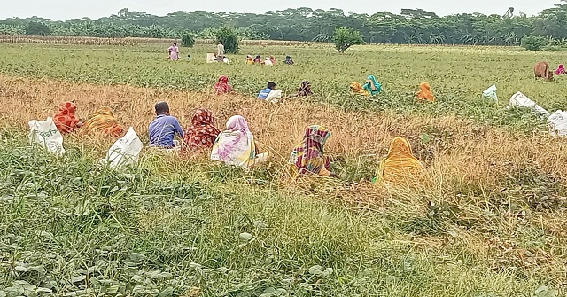 আমতলীতে মুগডালের বাম্পার ফলন