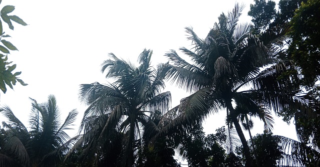 বরগুনায় মোখার প্রভাব শুরু