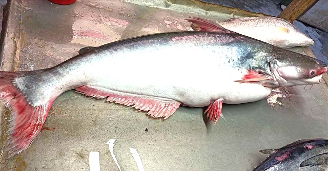  সাগরে ধরা পড়ল সাড়ে ১৪ কেজির পাঙাশ, বিক্রি হলো ১৬ হাজারে