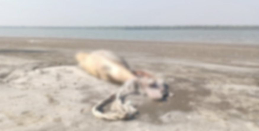 কুয়াকাটা সৈকতে ভেসে এলো মৃত ডলফিন