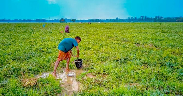 আশার আলো নিভে গেছে আমতলীর তরমুজ চাষিদের 