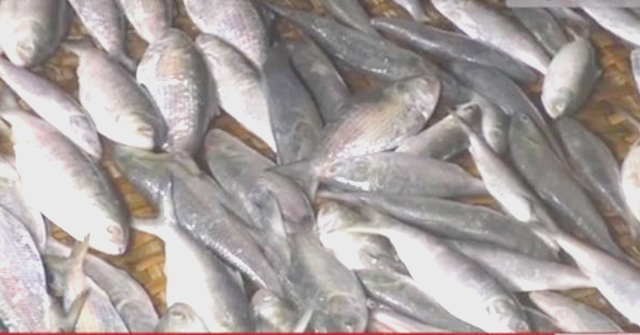 ভোলায় বিপুল ইলিশ জব্দ, আটক ২      