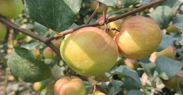 কলাপাড়ায় দুধ দিচ্ছে ৭ মাস বয়সী বাছুর!