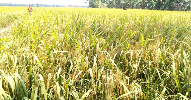 বরগুনায় আউশের দামে হিসাব মিলছে না কৃষকের