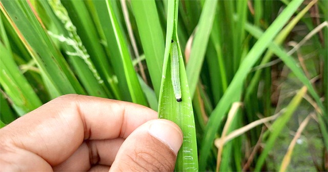 পোকার আক্রমণে শুকিয়ে যাচ্ছে আমন ক্ষেতের পাতা 