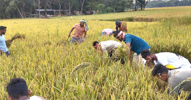 আসছে ‘মোখা’ ধান ঘরে তুলতে ব্যস্ত কৃষকরা 