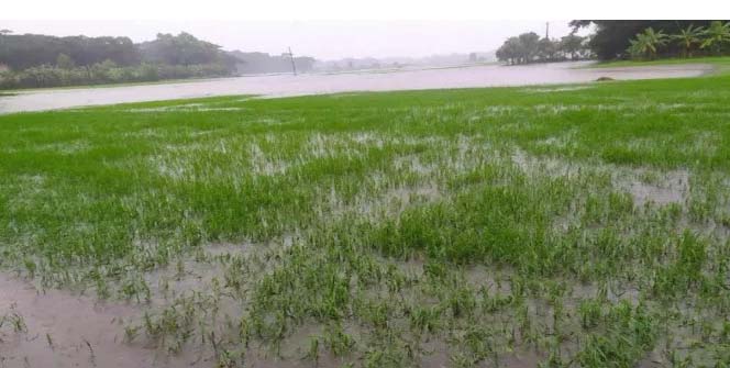 প্রবল বর্ষণে পানির নিচে রোপা আমনের বীজতলা 