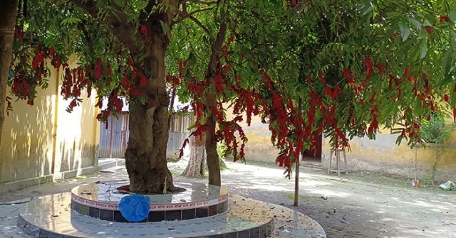 ইচ্ছা পূরণের আশায় অশোক গাছে লাল সালু