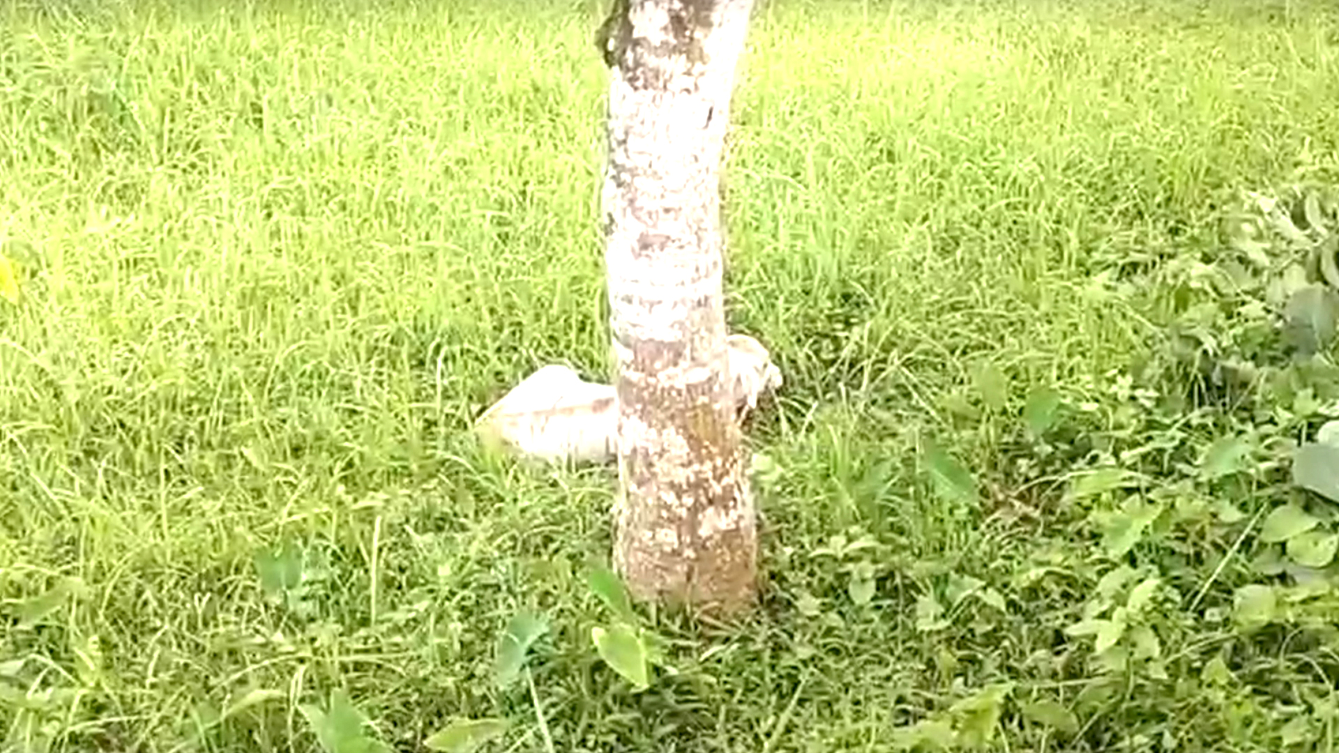 ভোট দিতে রাজি না হওয়ায় বরাদ্দের গরু কেড়ে নিলেন চেয়ারম্যান!
