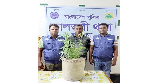 বরগুনায় বাড়ির উঠানে গাঁজা চাষ, আটক ১