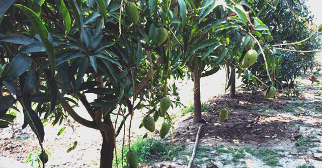 তীব্র তাপদাহে পুড়ছে ভোলার আম বাগান! 