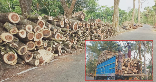 বামনায় নির্বিচারে কাটা হচ্ছে গাছ
