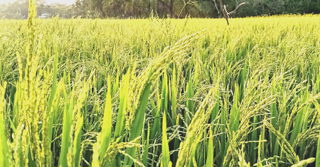আমতলীতে বোরো  ধানের সবুজ সমারোহ