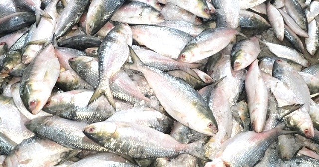 এক ট্রলার ইলিশ বিক্রি হলো ১৬ লাখ টাকায় 