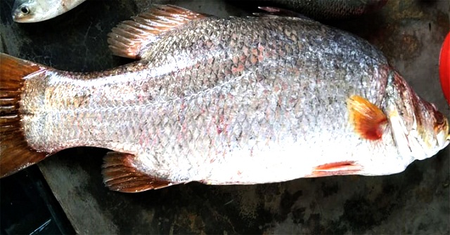 পায়রা নদীতে ধরা পড়ল সাড়ে ১৬ কেজির কোরাল 