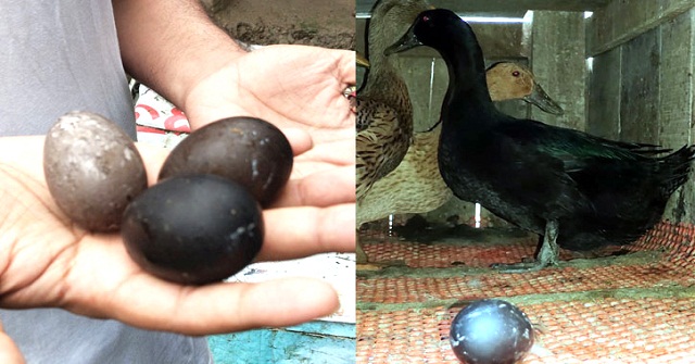 কালো রঙের ডিম পাড়লো হাঁস, এলাকাজুড়ে চাঞ্চল্য 