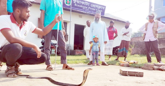 হারবাল ওষুধ বিক্রেতার কাছ থেকে দুই গোখরা উদ্ধার করে বনে অবমুক্ত