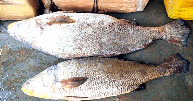  ২১ কেজির ভোল মাছ বিক্রি হলো সাড়ে ৩ লাখ টাকায়