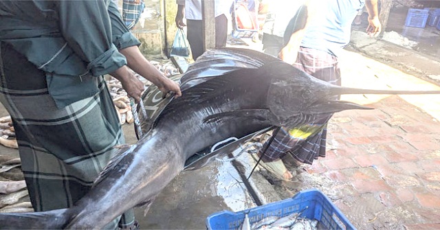  কুয়াকাটায় ধরা পড়ল ৪৬ কেজি ওজনের পাখি মাছ