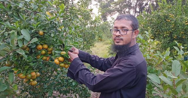 ড্রাগনের পর চায়না কমলা চাষে সফল বাবুগঞ্জে প্রবাসী পারভেজ 