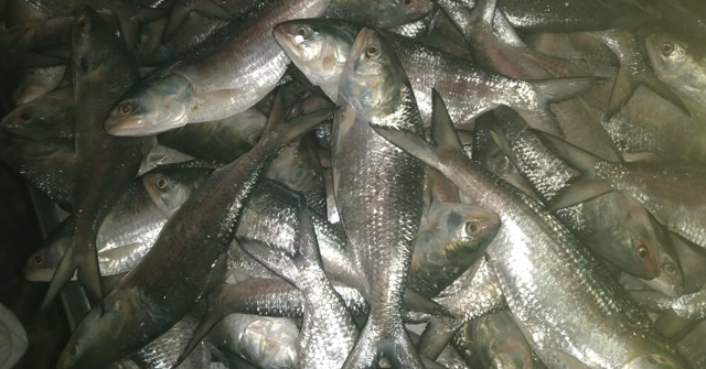 পায়রায় ধরা পড়ছে বড় বড় ইলিশ 