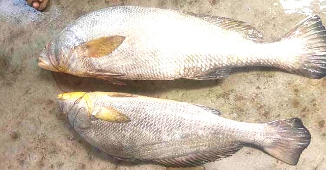 পটুয়াখালীতে ২৩ কেজির দুই দাতিনা বিক্রি ১ লাখ ২৪ হাজারে