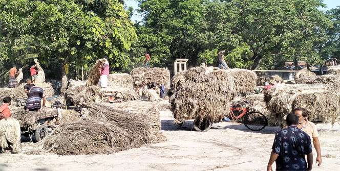 পাটের দাম নেই, পুঁজি হারানোর শঙ্কায় কৃষকেরা