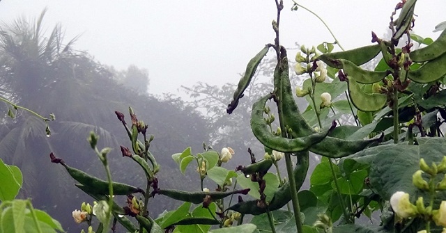 কুয়াশায় রবিশস্যের ক্ষতির শঙ্কা