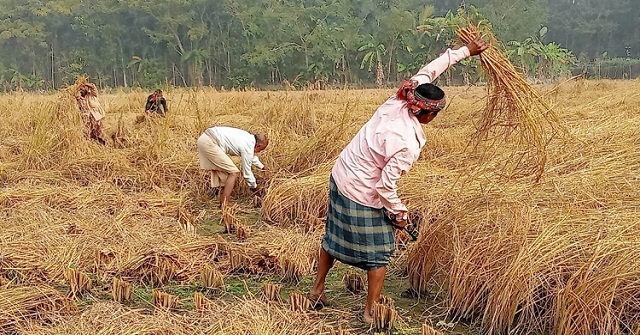 ঝালকাঠিতে আমনের বাম্পার ফলন