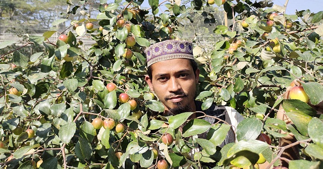থাই আপেল‌ কুল চাষে পটুয়াখালীর ইদ্রিসের বাজিমাত