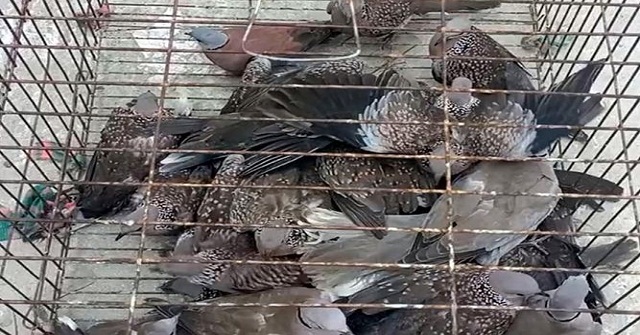 কুয়াকাটায় পাখি অবমুক্ত