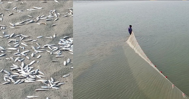 সূক্ষ্ম ফাঁসের জালে মারা যাচ্ছে সমুদ্রের ছোট ছোট মাছ