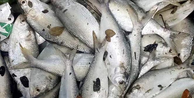 পুকুরে মিলল শতাধিক জাটকা! 