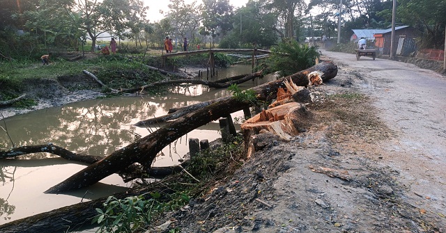 বনবিভাগের গাফিলতির কারনে নষ্ট হচ্ছে শত শত গাছ