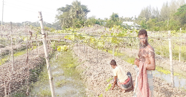 সিত্রাংয়ের ক্ষতি পুষিয়ে উঠতে সবজি চাষে ব্যস্ত কৃষক