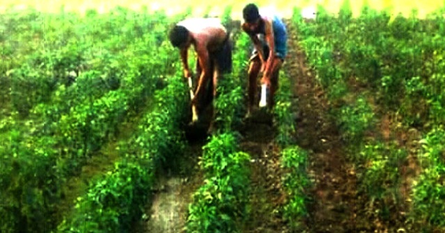 কুয়াকাটা উপকূলে মরিচ চাষে ব্যস্ত কৃষকরা